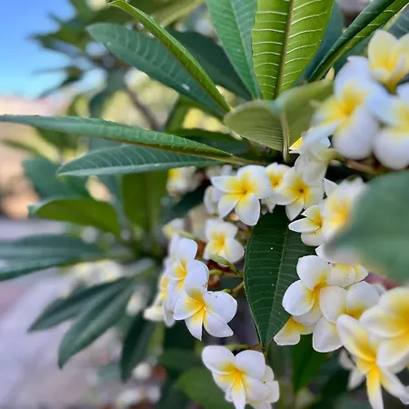 Refugio De La Calma Firgas