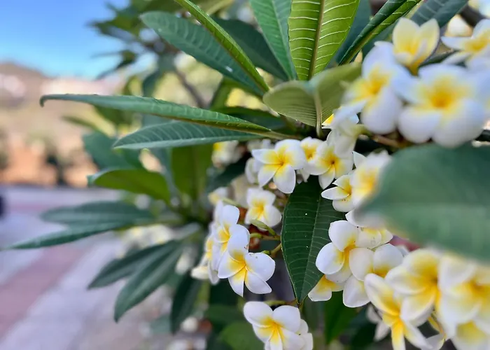 Refugio De La Calma Firgas